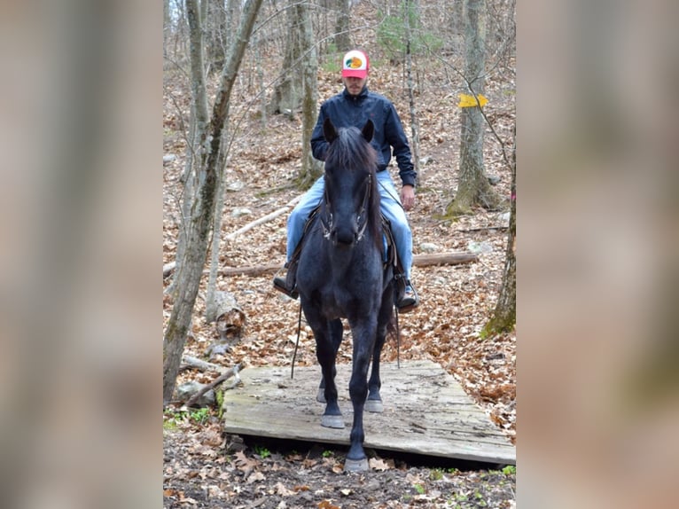 Azteca Gelding 9 years 15 hh Roan-Blue in Bellingham MA