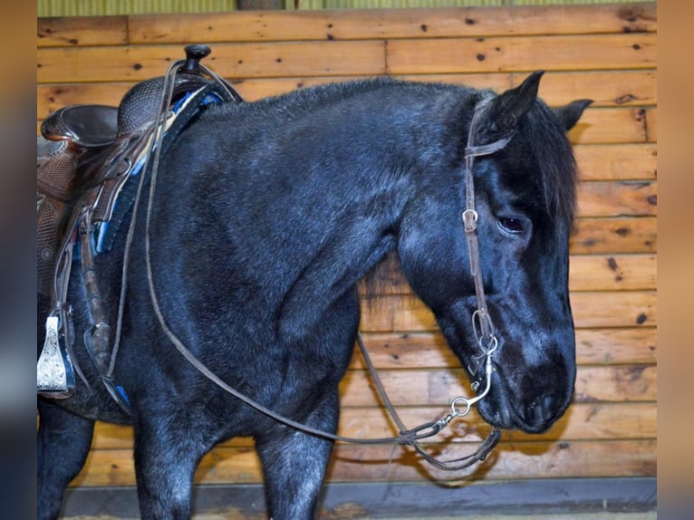 Azteca Gelding 9 years 15 hh Roan-Blue in Bellingham MA