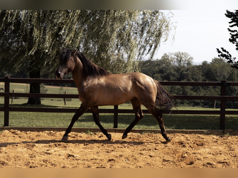Azteca Gelding Foal (01/2025) in Frontenaud