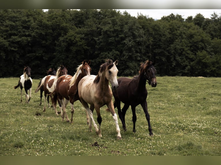 Azteca Gelding Foal (01/2025) in Frontenaud