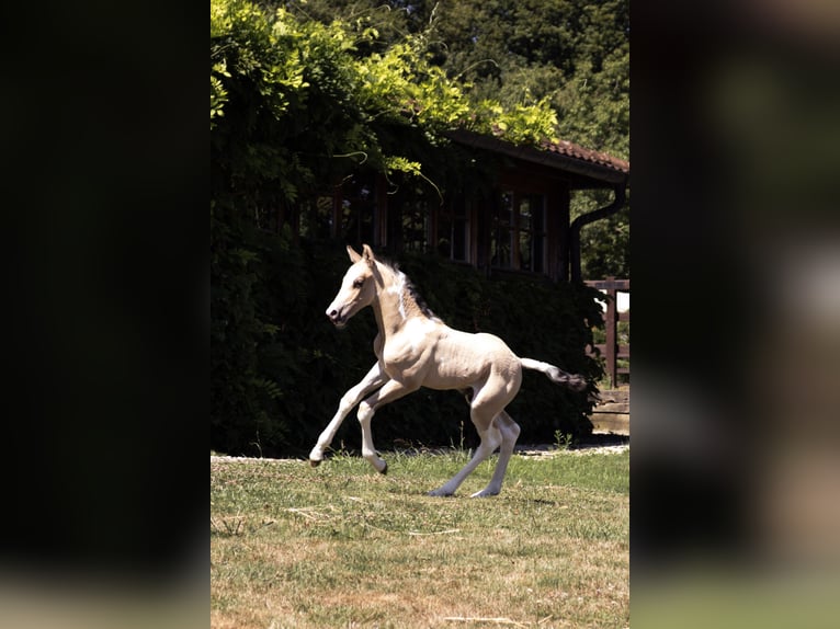 Azteca Gelding Foal (01/2025) in Frontenaud