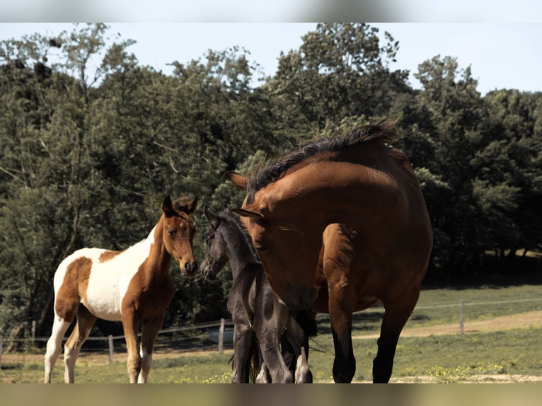 Azteca Gelding Foal (01/2025) in Frontenaud