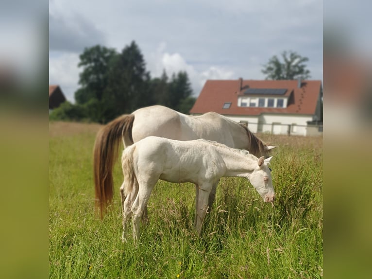 Azteca Giumenta 1 Anno 153 cm Perlino in Rödinghausen