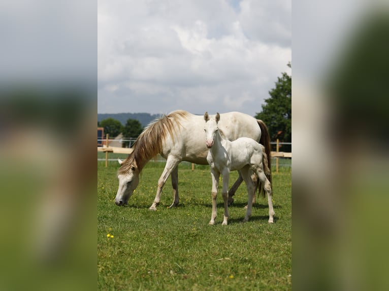 Azteca Giumenta 1 Anno 153 cm Perlino in Rödinghausen