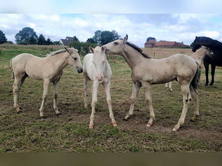 Azteca Giumenta 1 Anno 153 cm Perlino in Rödinghausen