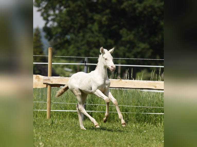 Azteca Giumenta 1 Anno 153 cm Perlino in Rödinghausen