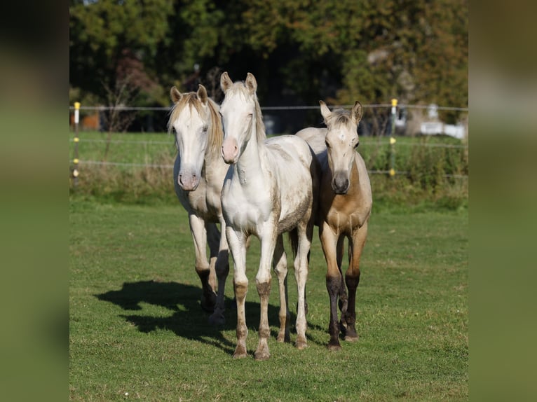 Azteca Giumenta 1 Anno 153 cm Perlino in Rödinghausen