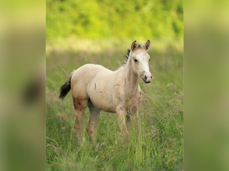 Azteca Giumenta 1 Anno 155 cm Pelle di daino in Waldshut-Tiengen