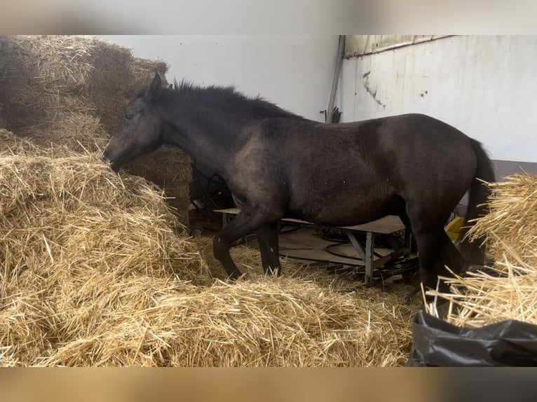 Azteca Giumenta 1 Anno Grigio in Conil De La Frontera