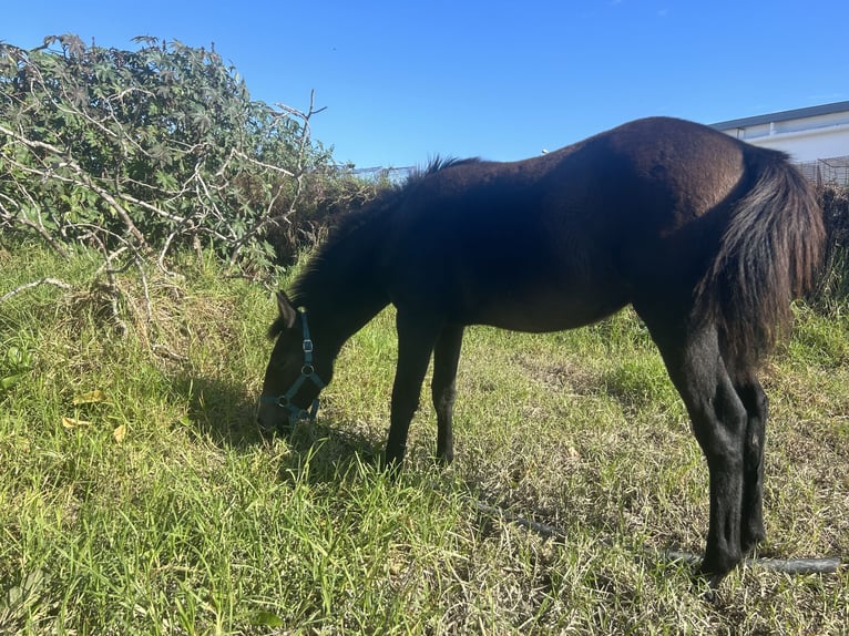 Azteca Giumenta 1 Anno Grigio in Conil De La Frontera