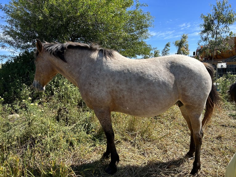 Azteca Giumenta 1 Anno Grigio in Conil De La Frontera