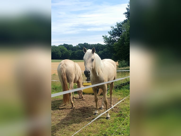 Azteca Giumenta 2 Anni 158 cm Palomino in Rödinghausen