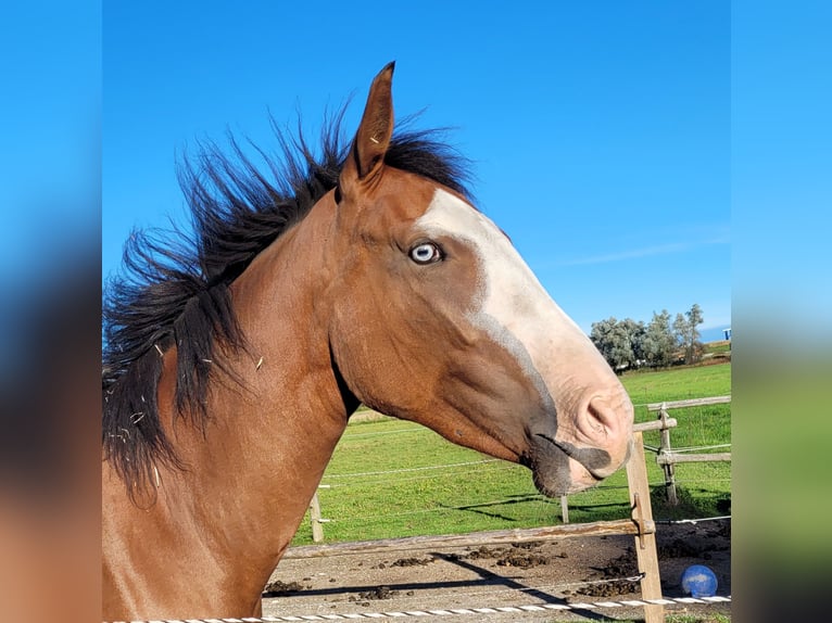 Azteca Giumenta 2 Anni 164 cm Baio in Rohrdorf