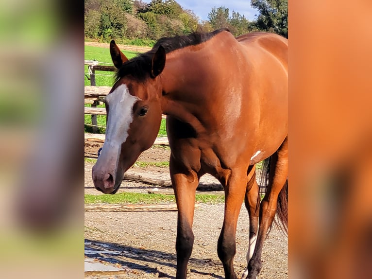 Azteca Giumenta 2 Anni 164 cm Baio in Rohrdorf