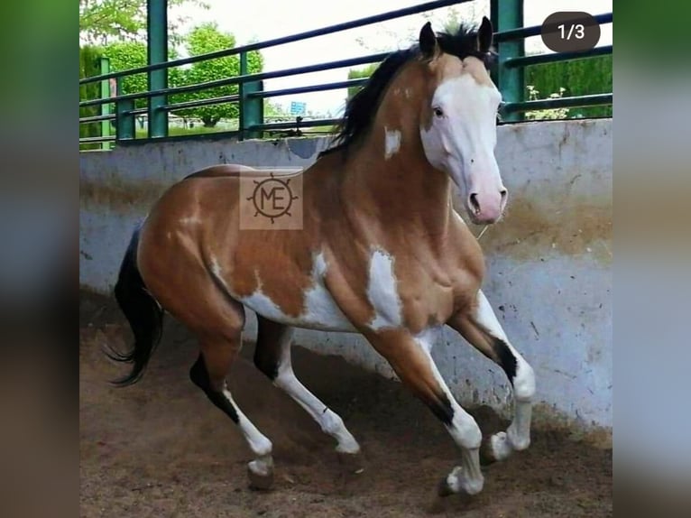 Azteca Giumenta 2 Anni 164 cm Baio in Rohrdorf