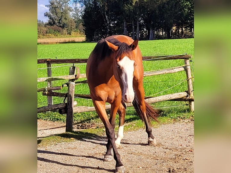 Azteca Giumenta 2 Anni 164 cm Baio in Rohrdorf