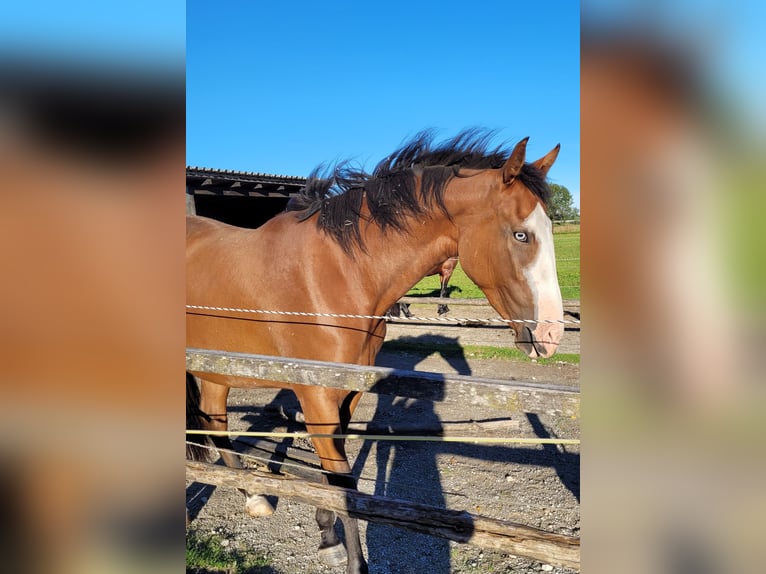 Azteca Giumenta 2 Anni 164 cm Baio in Rohrdorf