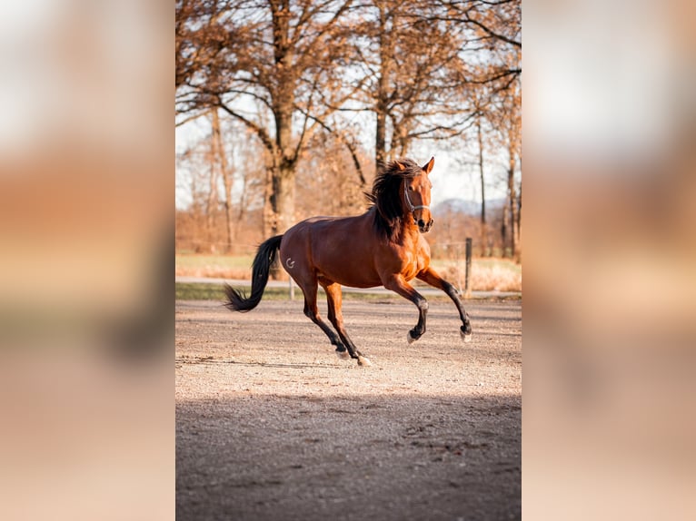 Azteca Giumenta 2 Anni 164 cm Baio in Rohrdorf