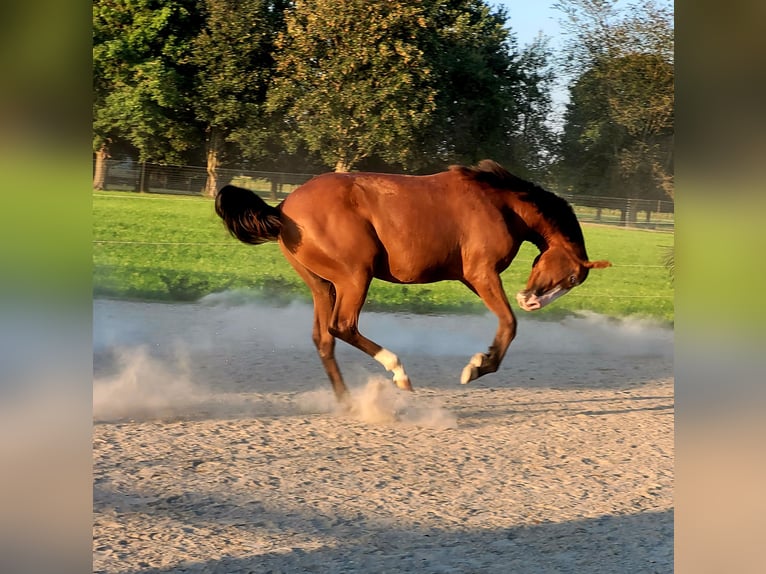 Azteca Giumenta 2 Anni 164 cm Baio in Rohrdorf