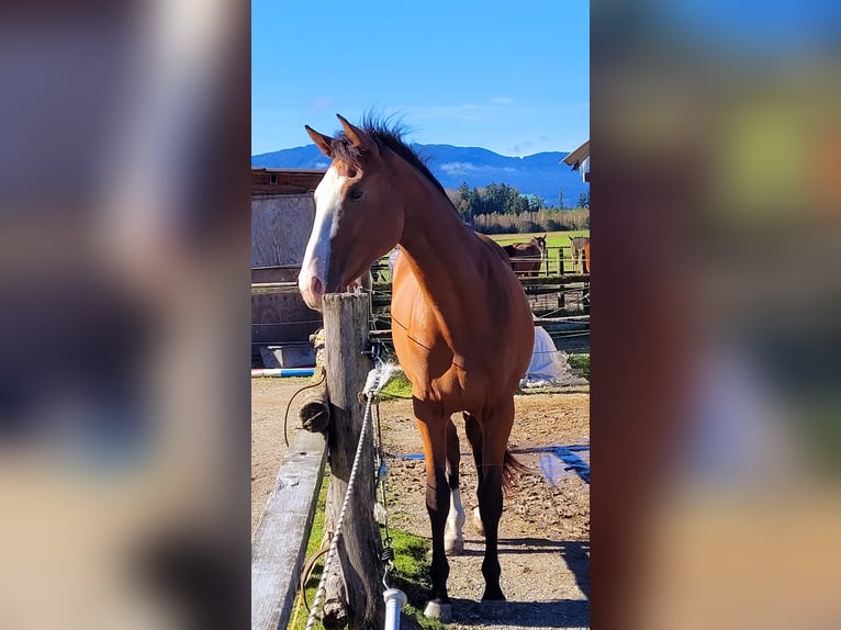 Azteca Giumenta 2 Anni 164 cm Baio in Rohrdorf