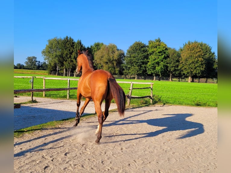 Azteca Giumenta 2 Anni 164 cm Baio in Rohrdorf