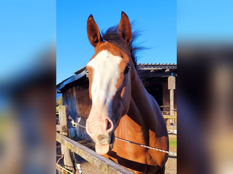 Azteca Giumenta 2 Anni 164 cm Baio in Rohrdorf