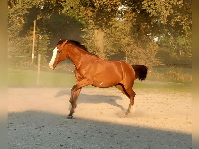 Azteca Giumenta 2 Anni 164 cm Baio in Rohrdorf