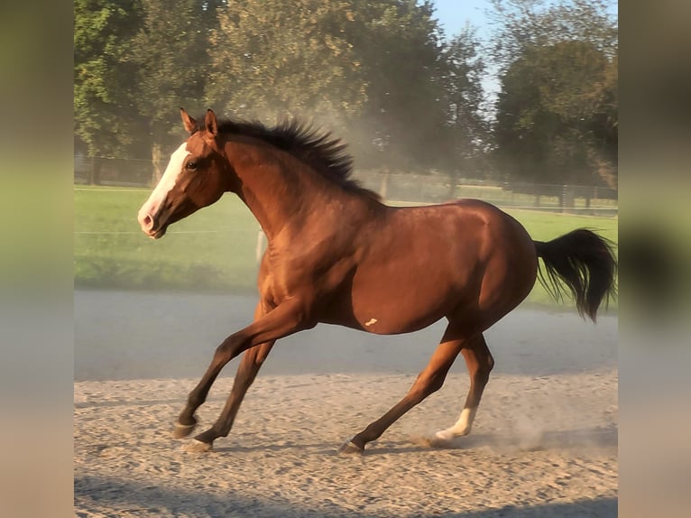 Azteca Giumenta 2 Anni 164 cm Baio in Rohrdorf