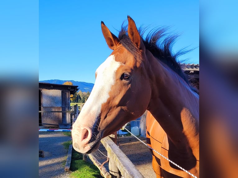 Azteca Giumenta 2 Anni 164 cm Baio in Rohrdorf