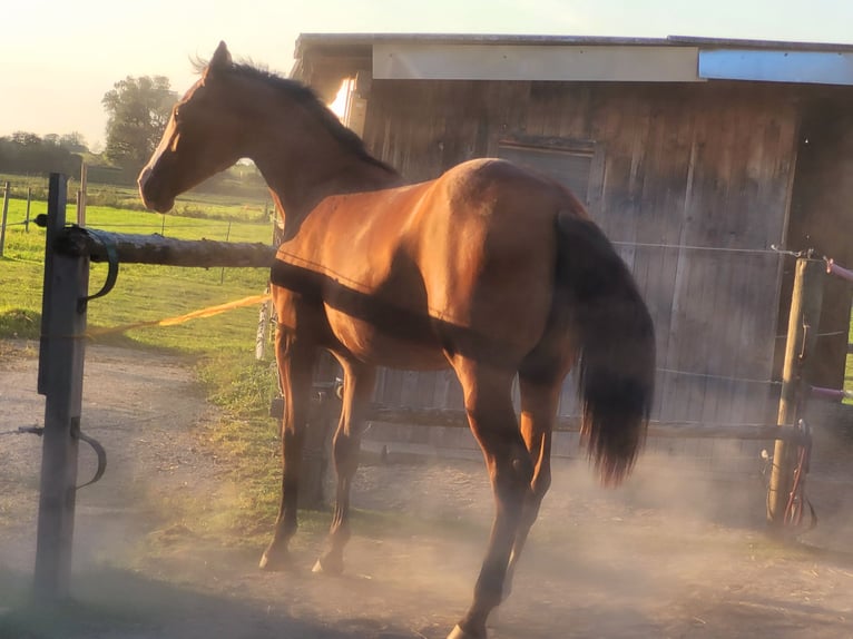 Azteca Giumenta 2 Anni 164 cm Baio in Rohrdorf