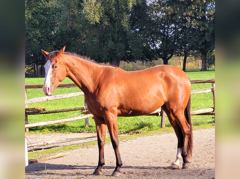 Azteca Giumenta 2 Anni 164 cm Baio in Rohrdorf