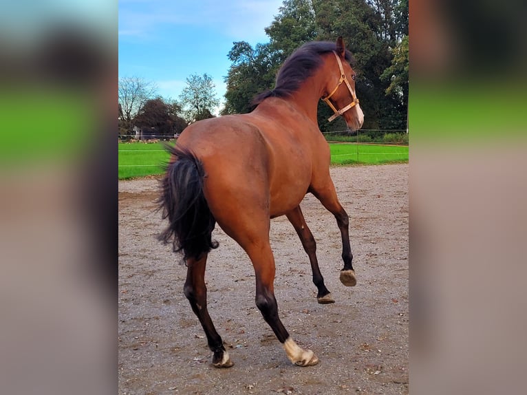 Azteca Giumenta 2 Anni 164 cm Baio in Rohrdorf