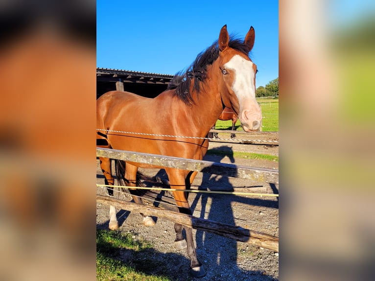 Azteca Giumenta 2 Anni 164 cm Baio in Rohrdorf