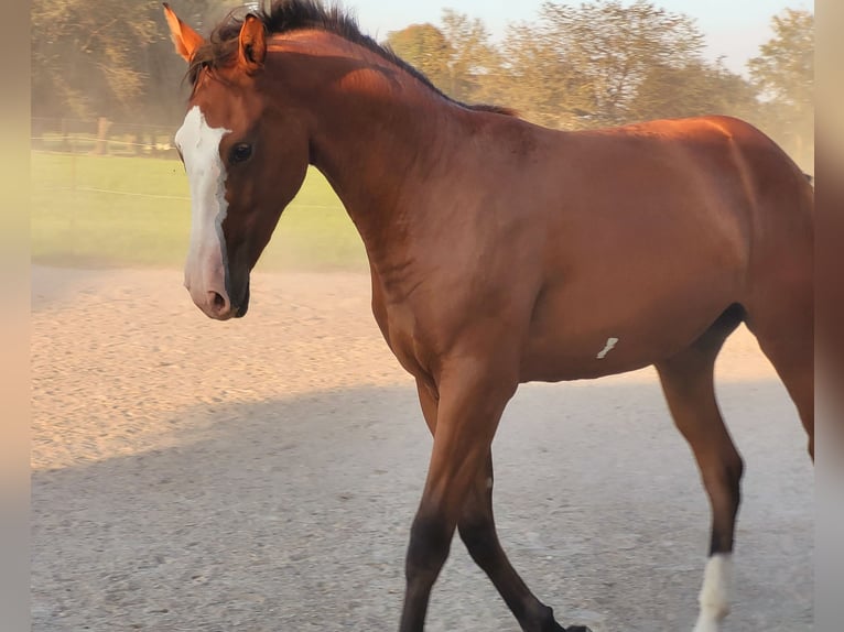 Azteca Giumenta 2 Anni 164 cm Baio in Rohrdorf