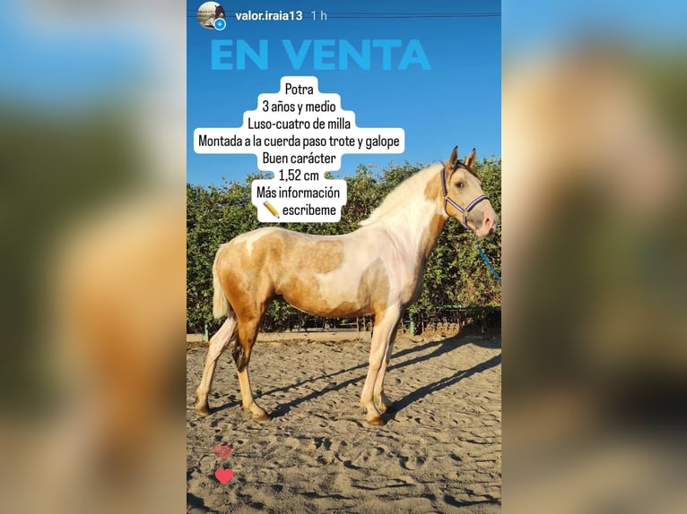 Azteca Mix Giumenta 3 Anni 152 cm Pezzato in Parque Corredor Del Henares (Mercado)