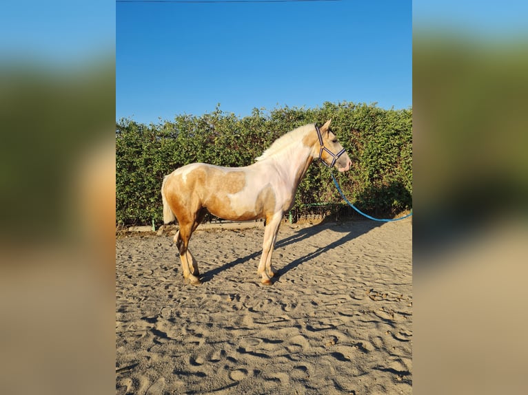 Azteca Mix Giumenta 3 Anni 152 cm Pezzato in Parque Corredor Del Henares (Mercado)