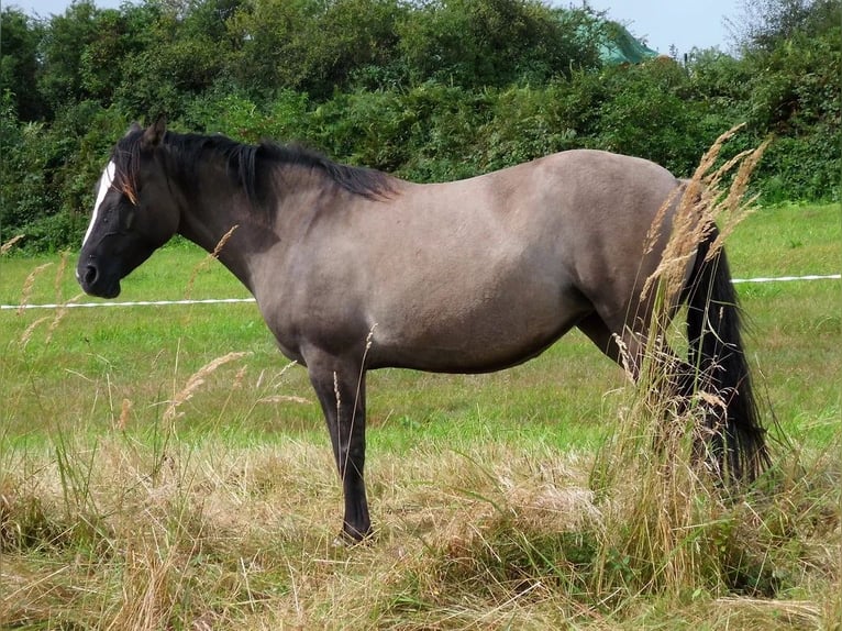 Azteca Giumenta 3 Anni 155 cm Grullo in Hamburg Steinwerder