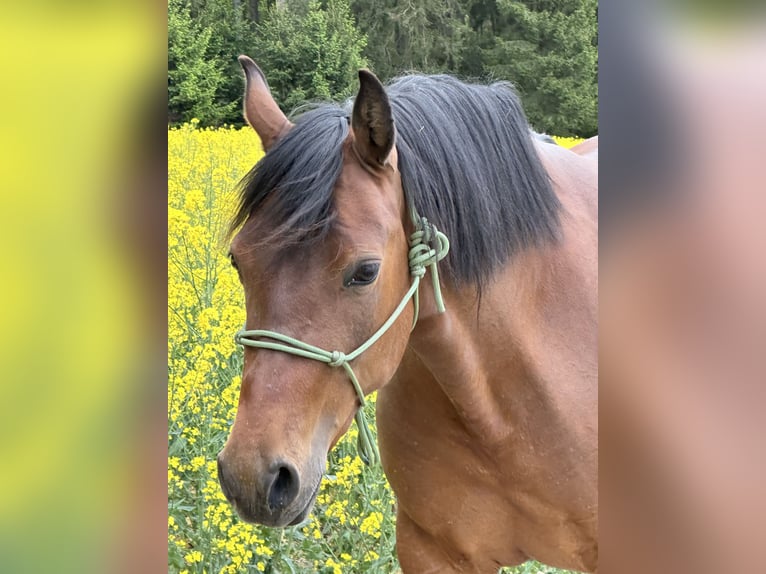 Azteca Giumenta 3 Anni 155 cm Pelle di daino in Unterwürschnitz