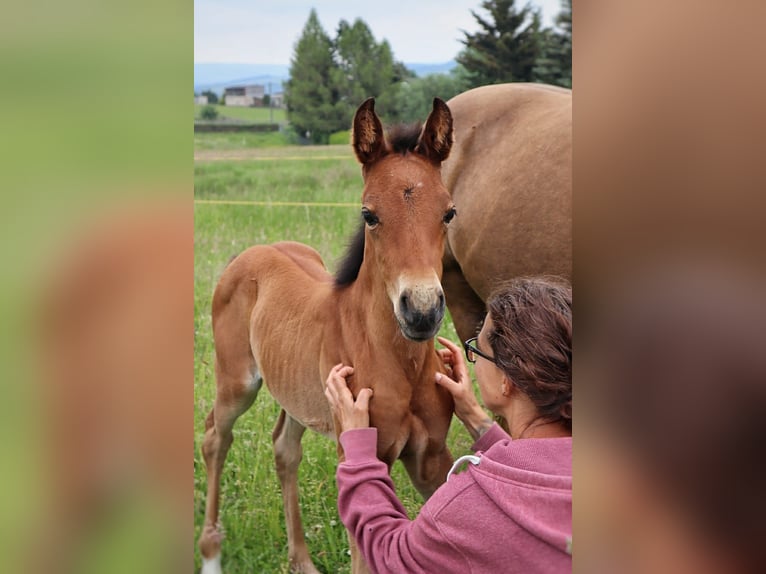 Azteca Giumenta 3 Anni 155 cm Pelle di daino in Unterwürschnitz