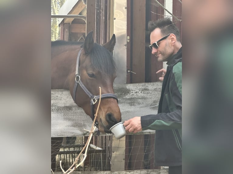 Azteca Giumenta 3 Anni 155 cm Pelle di daino in Unterwürschnitz