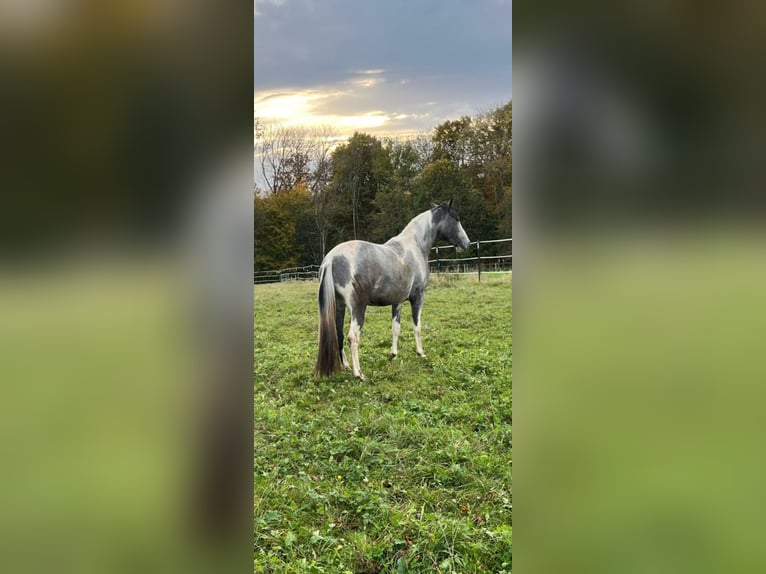 Azteca Giumenta 3 Anni 161 cm Pezzato in Römerstein