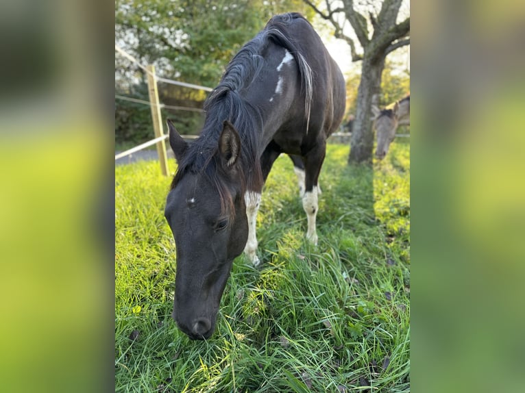 Azteca Giumenta 4 Anni 155 cm Overo-tutti i colori in Winnenden