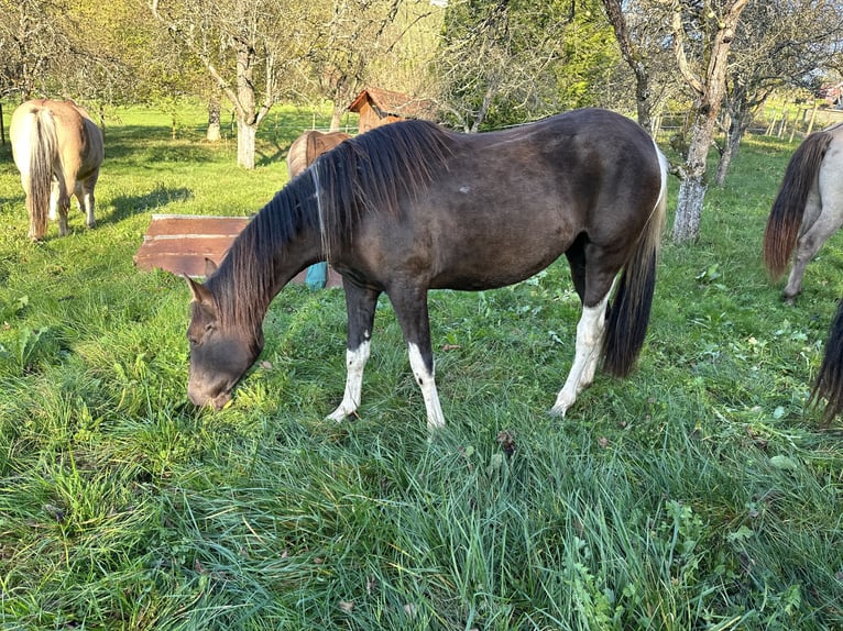Azteca Giumenta 4 Anni 155 cm Overo-tutti i colori in Winnenden