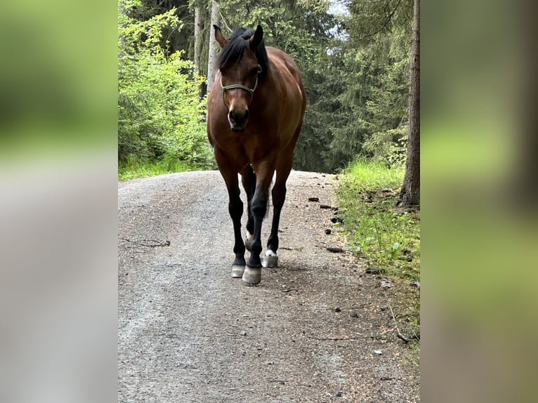 Azteca Giumenta 4 Anni 155 cm Pelle di daino in Unterwürschnitz