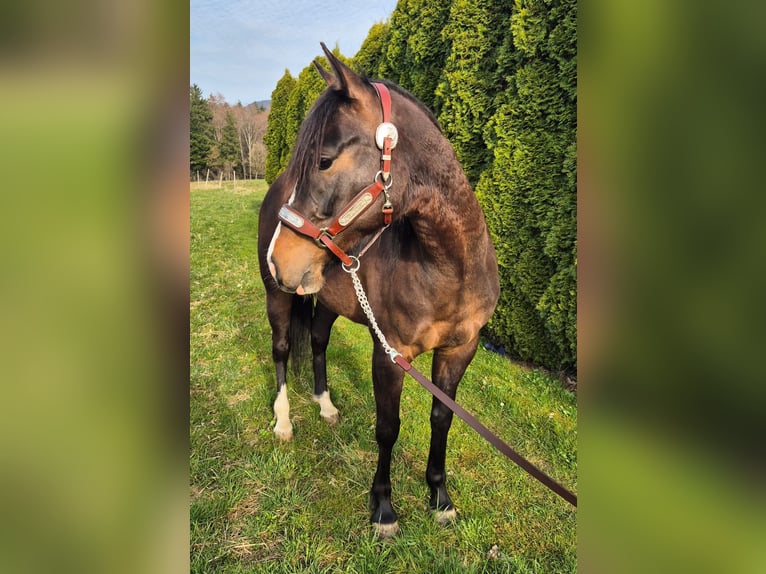 Azteca Mix Giumenta 5 Anni 153 cm Baio scuro in Balingen