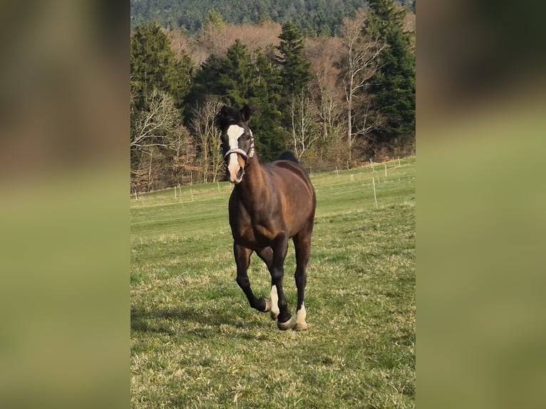 Azteca Mix Giumenta 5 Anni 153 cm Baio scuro in Balingen
