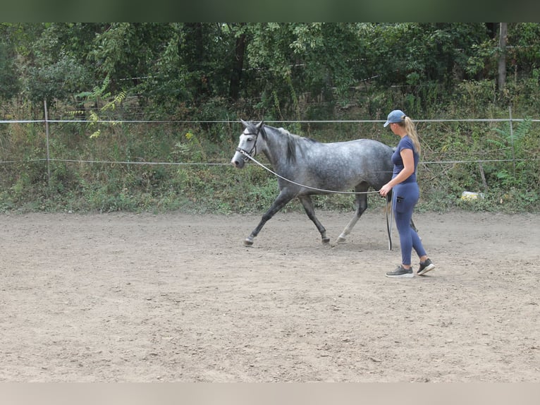 Azteca Giumenta 6 Anni 165 cm Grigio in Etyek