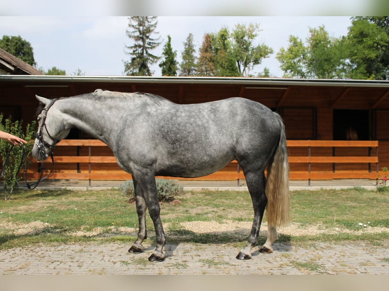 Azteca Giumenta 6 Anni 165 cm Grigio in Etyek