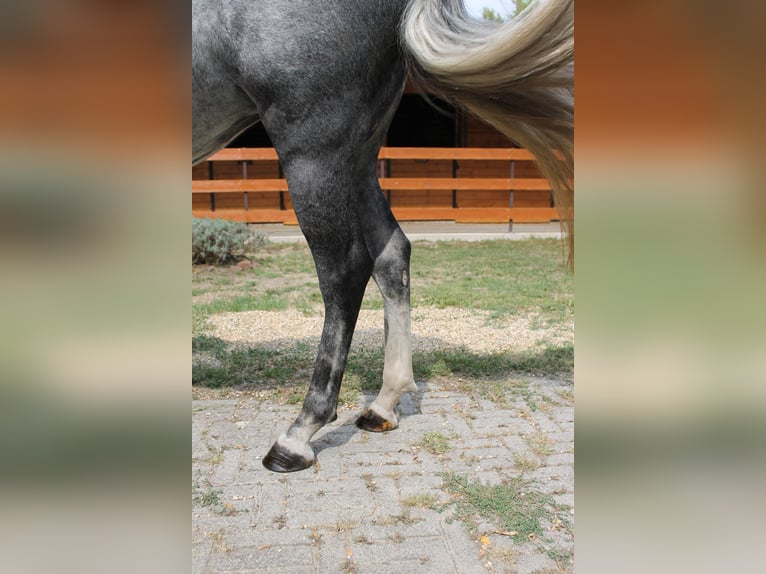 Azteca Giumenta 6 Anni 165 cm Grigio in Etyek