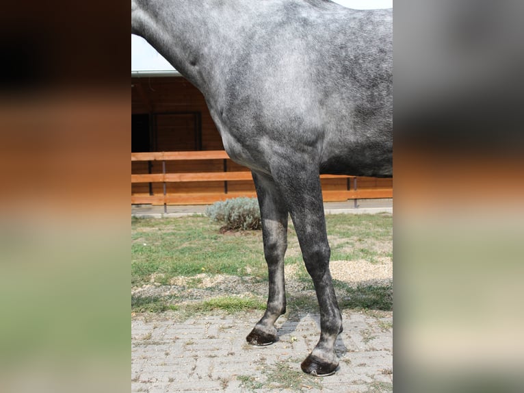 Azteca Giumenta 6 Anni 165 cm Grigio in Etyek